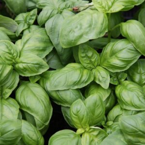 NL’s Hydroponic Italian Basil-100gm