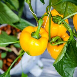 NL’s Hydroponic Bell Pepper (yellow)