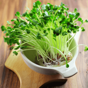 Bok Choy Microgreen || Microgreens || Hydroponic & Organic || Fresh from Farm